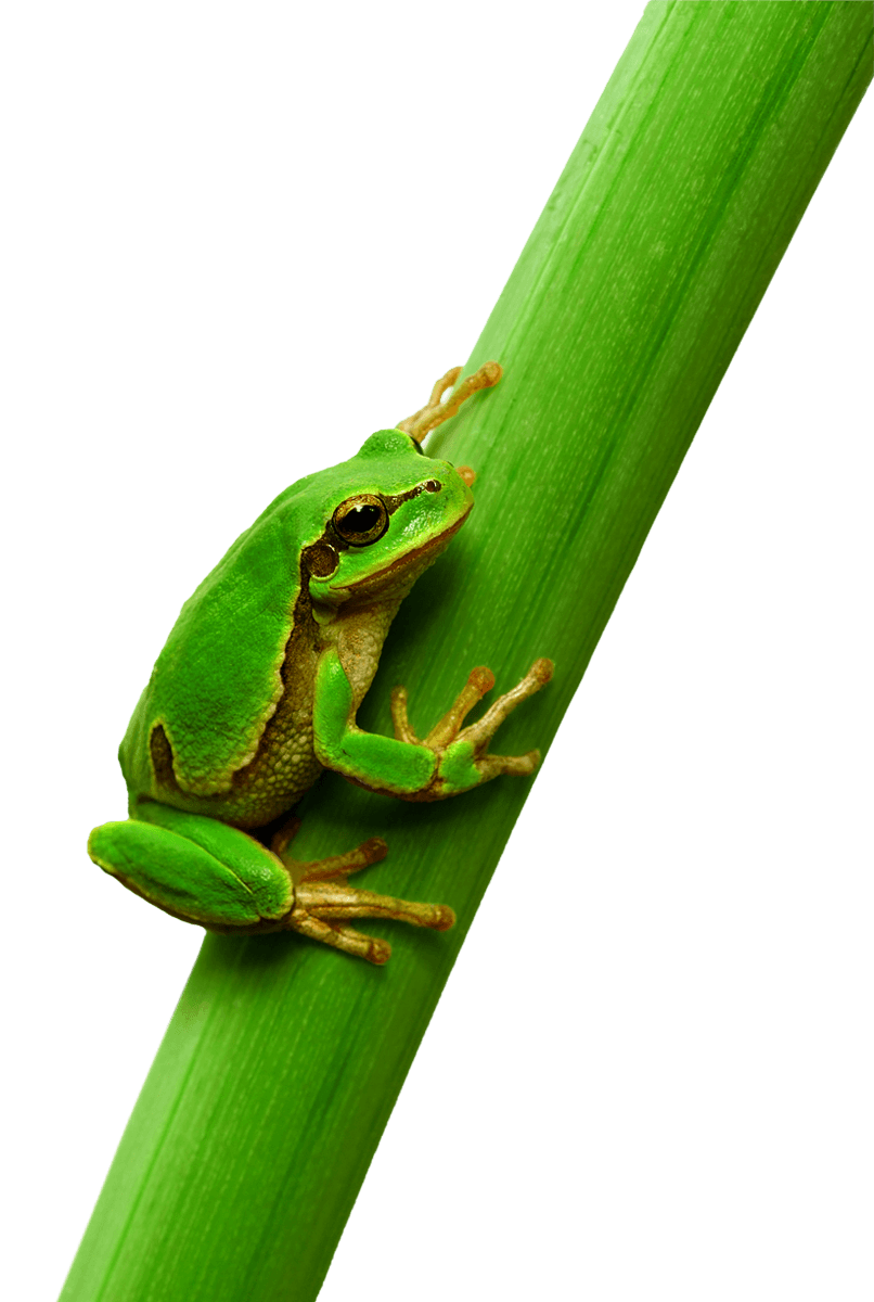Frosch auf grünem Blatt – Symbol für nachhaltiges Engagement von M&W Bürobedarf Berlin